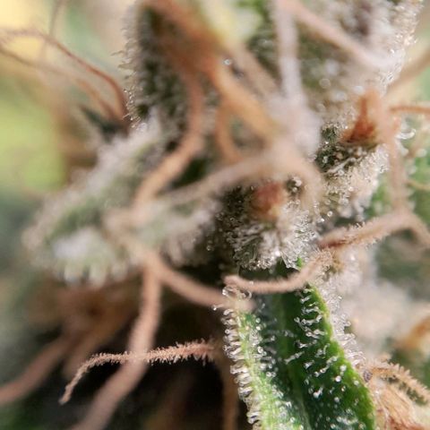 5 - HighLander - Sweet Amnesia Haze growlog timeline photo
