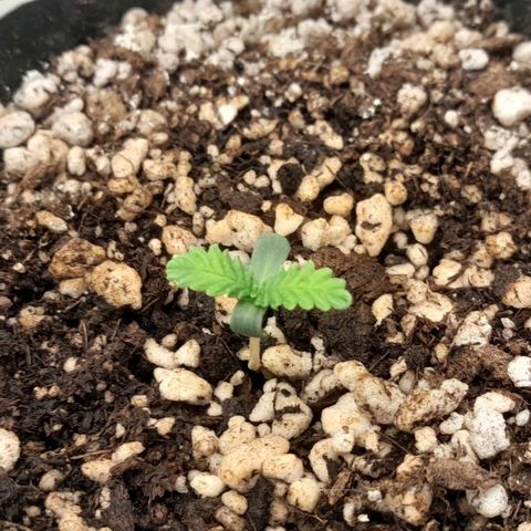 6 - Sour Ripper- Ripper Seeds growlog timeline photo