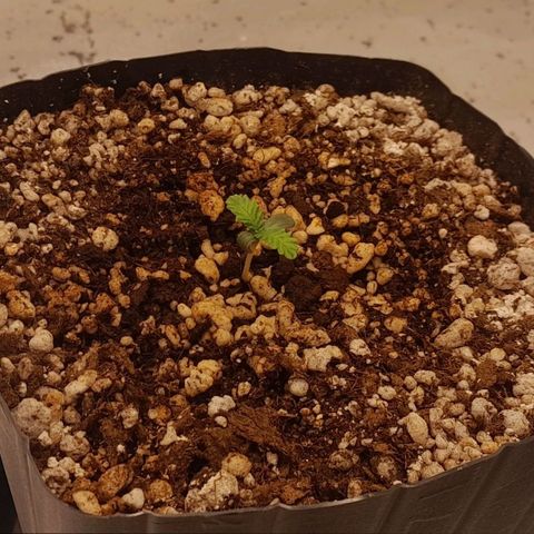 6 - Sour Ripper- Ripper Seeds growlog timeline photo
