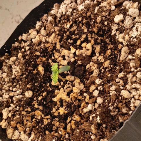 6 - Sour Ripper- Ripper Seeds growlog timeline photo