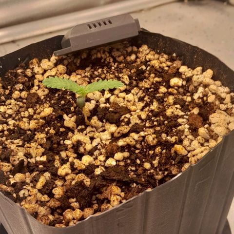 6 - Sour Ripper- Ripper Seeds growlog timeline photo