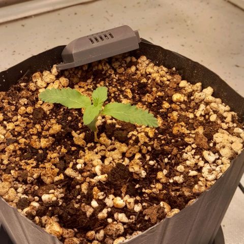 6 - Sour Ripper- Ripper Seeds growlog timeline photo