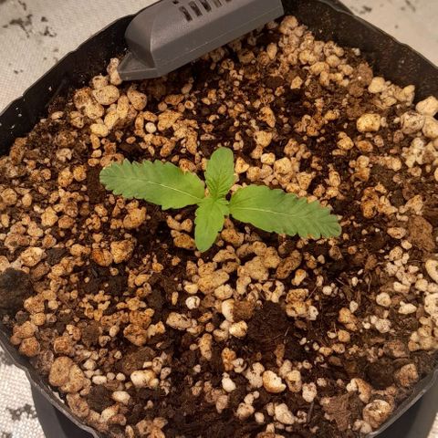 6 - Sour Ripper- Ripper Seeds growlog timeline photo