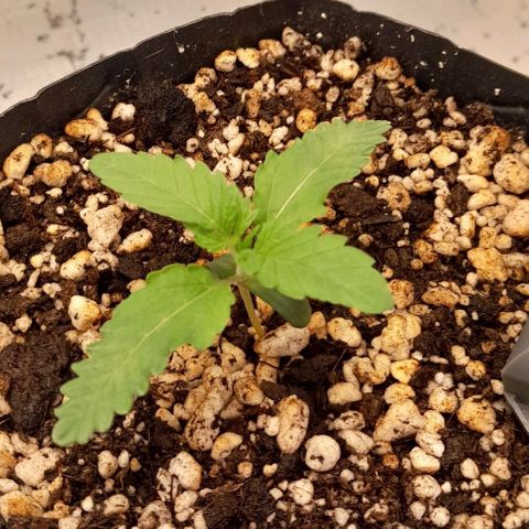 6 - Sour Ripper- Ripper Seeds growlog timeline photo