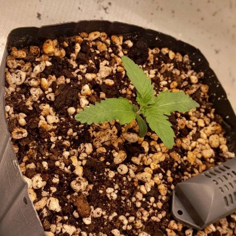 6 - Sour Ripper- Ripper Seeds growlog timeline photo