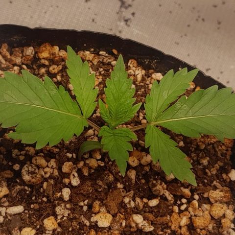 6 - Sour Ripper- Ripper Seeds growlog timeline photo
