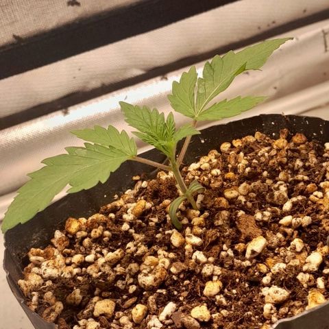 6 - Sour Ripper- Ripper Seeds growlog timeline photo