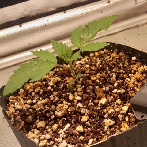 6 - Sour Ripper- Ripper Seeds growlog timeline photo