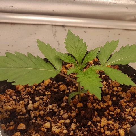 6 - Sour Ripper- Ripper Seeds growlog timeline photo