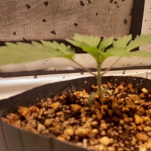 6 - Sour Ripper- Ripper Seeds growlog timeline photo