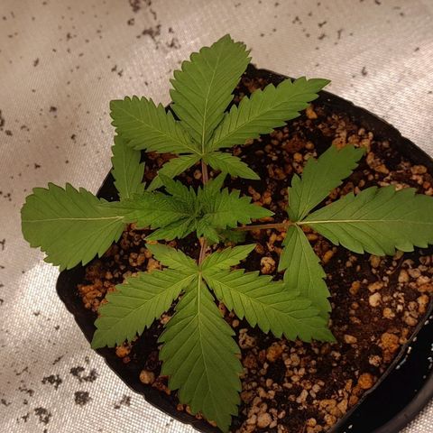 6 - Sour Ripper- Ripper Seeds growlog timeline photo
