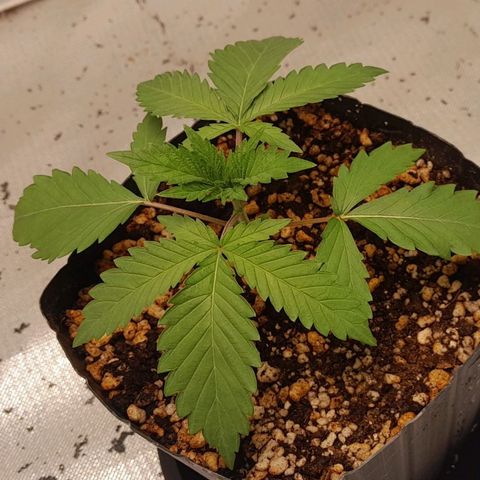 6 - Sour Ripper- Ripper Seeds growlog timeline photo