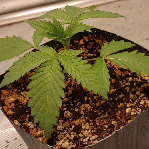 6 - Sour Ripper- Ripper Seeds growlog timeline photo