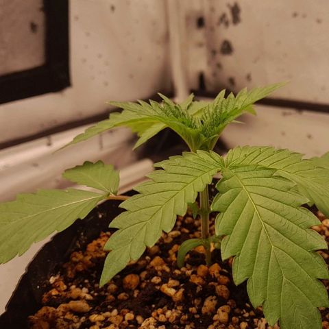 6 - Sour Ripper- Ripper Seeds growlog timeline photo
