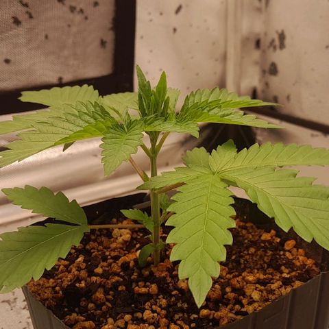6 - Sour Ripper- Ripper Seeds growlog timeline photo