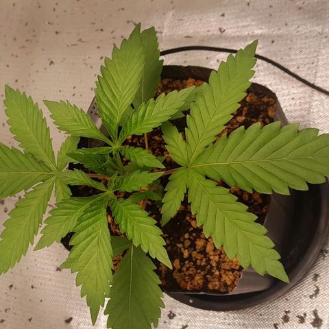 6 - Sour Ripper- Ripper Seeds growlog timeline photo