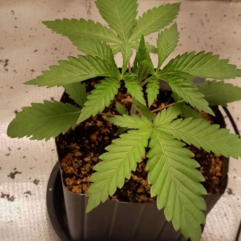 6 - Sour Ripper- Ripper Seeds growlog timeline photo