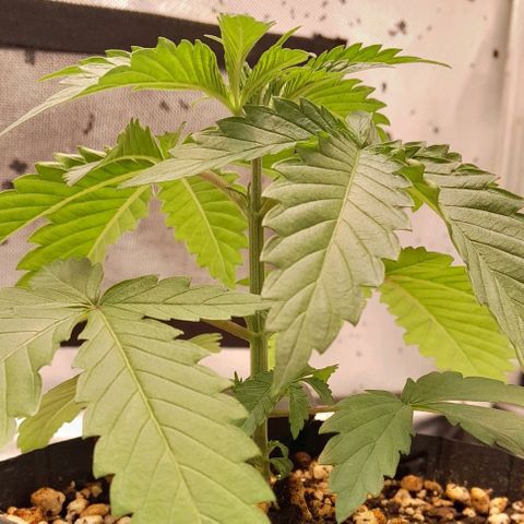 6 - Sour Ripper- Ripper Seeds growlog timeline photo