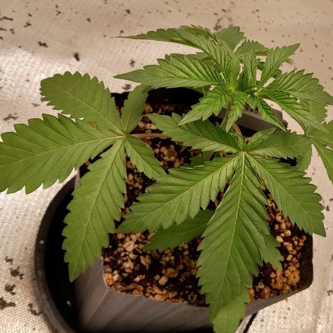 6 - Sour Ripper- Ripper Seeds growlog timeline photo