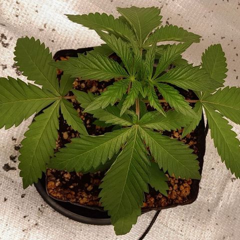 6 - Sour Ripper- Ripper Seeds growlog timeline photo