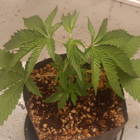 6 - Sour Ripper- Ripper Seeds growlog timeline photo