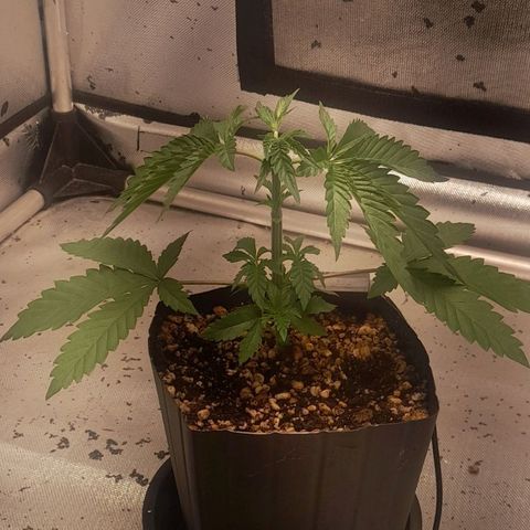 6 - Sour Ripper- Ripper Seeds growlog timeline photo