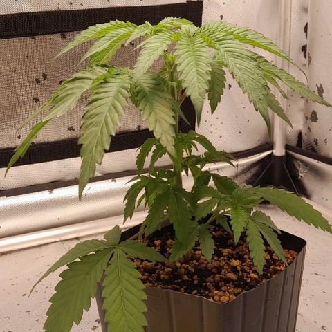 6 - Sour Ripper- Ripper Seeds growlog timeline photo
