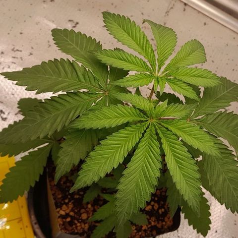 6 - Sour Ripper- Ripper Seeds growlog timeline photo