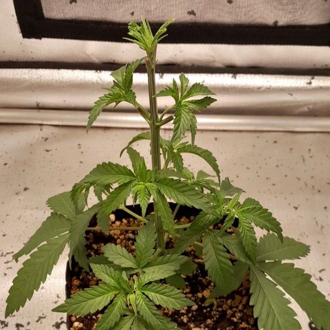 6 - Sour Ripper- Ripper Seeds growlog timeline photo