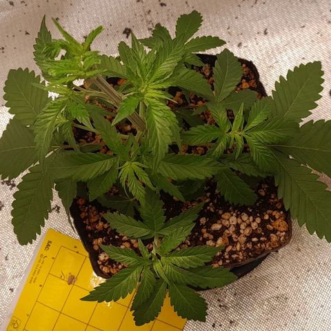 6 - Sour Ripper- Ripper Seeds growlog timeline photo