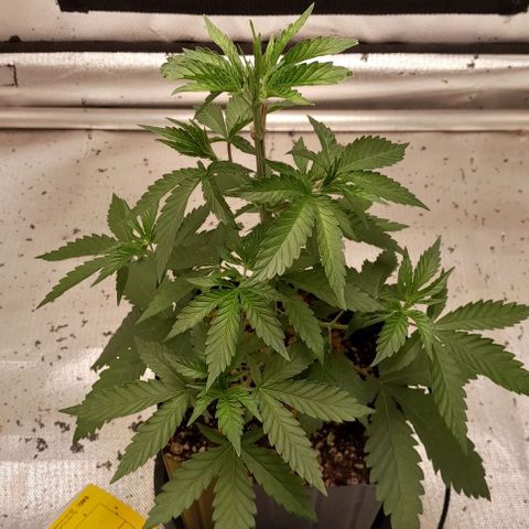 6 - Sour Ripper- Ripper Seeds growlog timeline photo