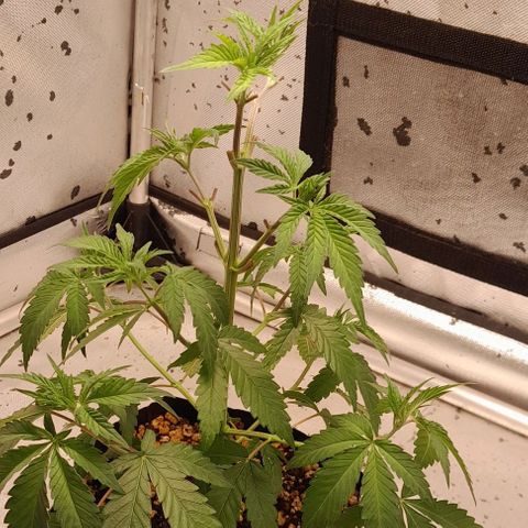 6 - Sour Ripper- Ripper Seeds growlog timeline photo
