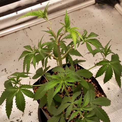 6 - Sour Ripper- Ripper Seeds growlog timeline photo