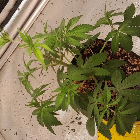 6 - Sour Ripper- Ripper Seeds growlog timeline photo