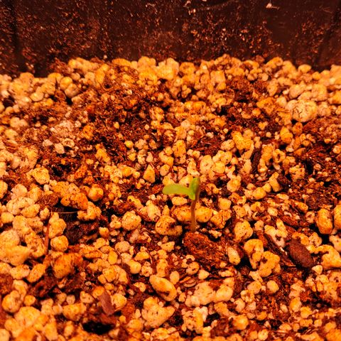7 - Super Lemon Haze - BSF growlog photo: Pl1