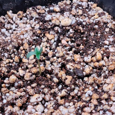 7 - Super Lemon Haze - BSF growlog photo: P1