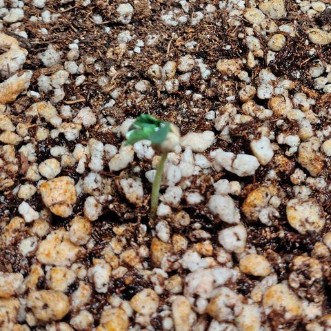 7 - Super Lemon Haze - BSF growlog photo: P2