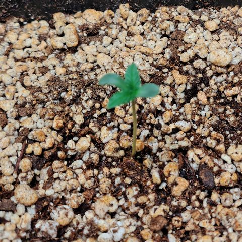 7 - Super Lemon Haze - BSF growlog photo: P1