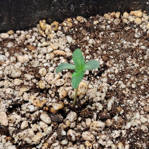 7 - Super Lemon Haze - BSF growlog photo: P1