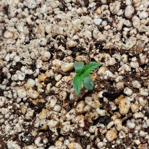 7 - Super Lemon Haze - BSF growlog photo: P2