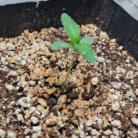 7 - Super Lemon Haze - BSF growlog photo: P1