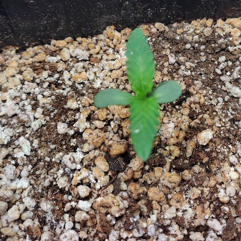 7 - Super Lemon Haze - BSF growlog photo: P1