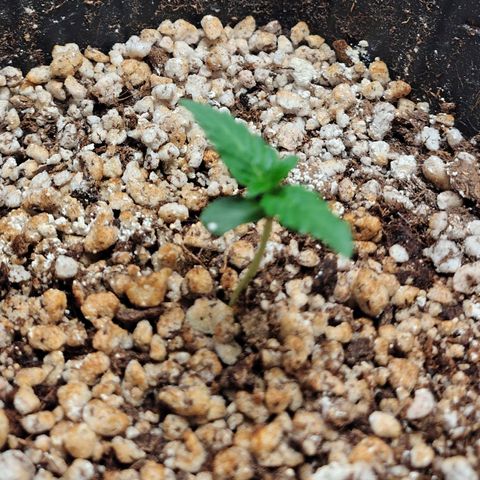 7 - Super Lemon Haze - BSF growlog photo: P2