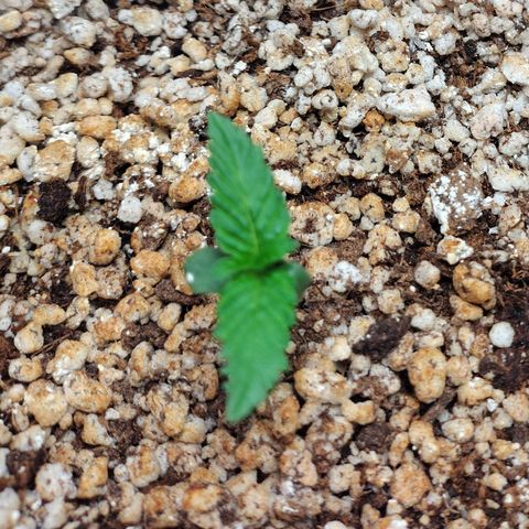 7 - Super Lemon Haze - BSF growlog photo: P2
