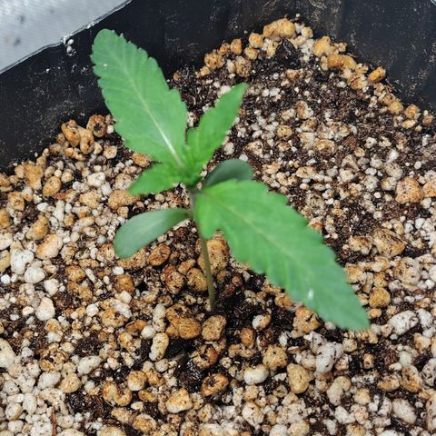 7 - Super Lemon Haze - BSF growlog photo: P1