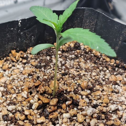 7 - Super Lemon Haze - BSF growlog photo: P1