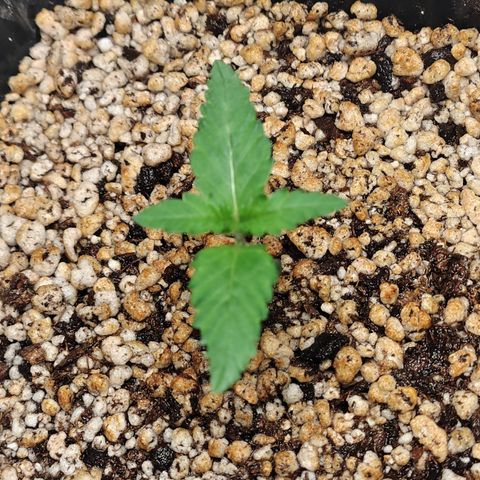7 - Super Lemon Haze - BSF growlog photo: P2