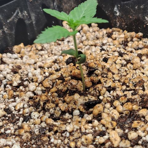 7 - Super Lemon Haze - BSF growlog photo: P2