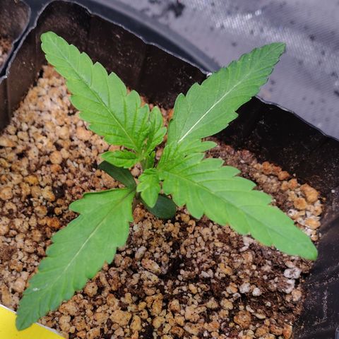 7 - Super Lemon Haze - BSF growlog photo: P1