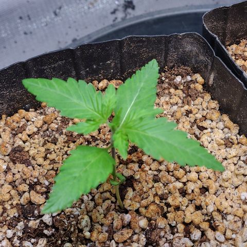 7 - Super Lemon Haze - BSF growlog photo: P2